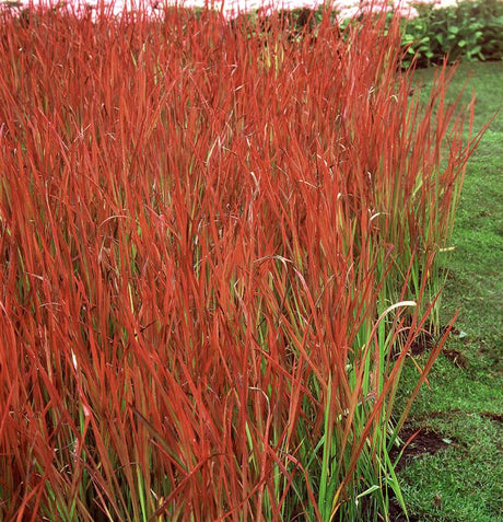 Imperata cylindrica var. koenig. 'Red Baron' , ;;ab 5,50 Euro