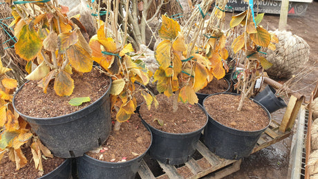 Feuerzauber Zaubernuss; vorbereitet für Versand; duftende Blüten; Einsatzmöglichkeit z.B. : Kübelbepflanzung;;günstig mit Qualität
