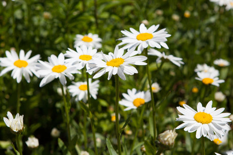 Chamaemelum nobile mit Blüte; Einsatz: ;;ab 3,35 Euro