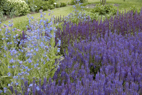 Salvia nemorosa 'Wesuwe' als Pflanze im Beet; Einsatz: ;;ab 3,80 Euro