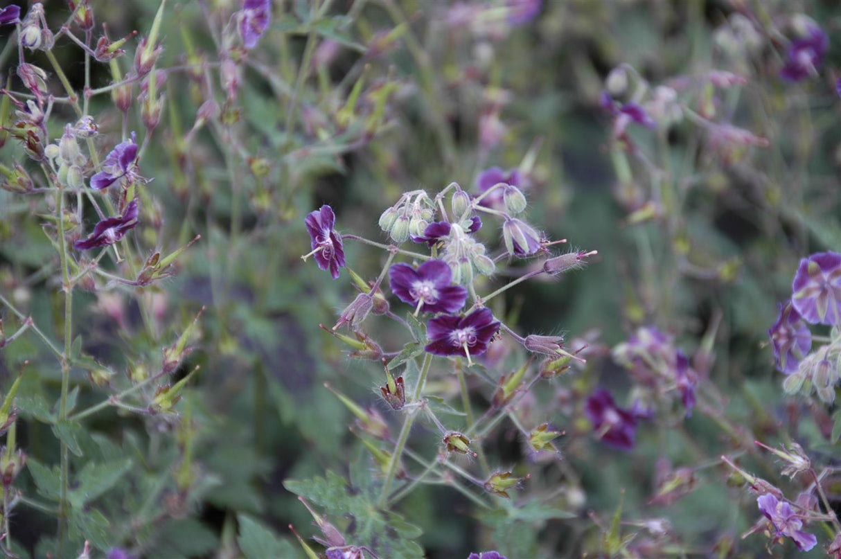 Geranium phaeum 'Samobor' mit Blüte; Einsatz: ;;ab 4,30 Euro