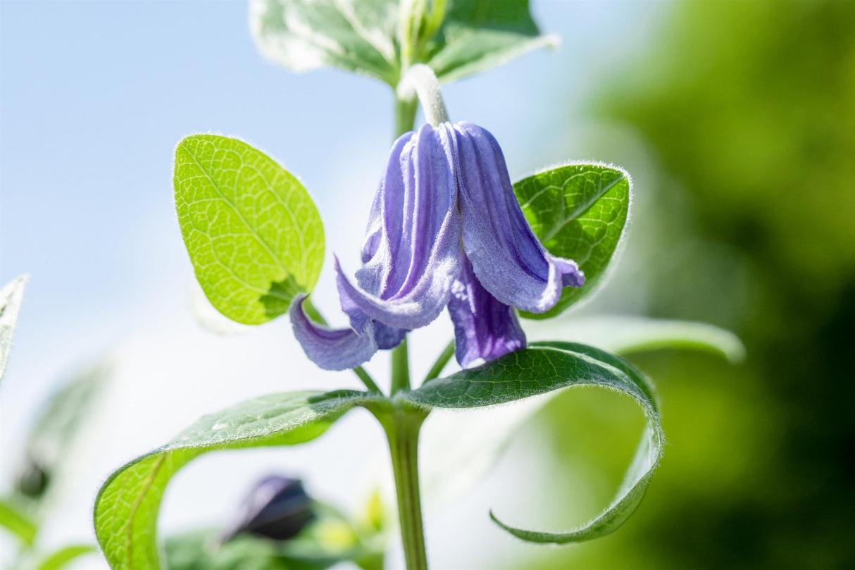 Clematis integrifolia var. integrifolia ;;ab 7,05 Euro