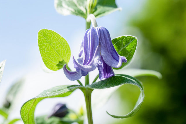 Clematis integrifolia var. integrifolia ;;ab 7,05 Euro