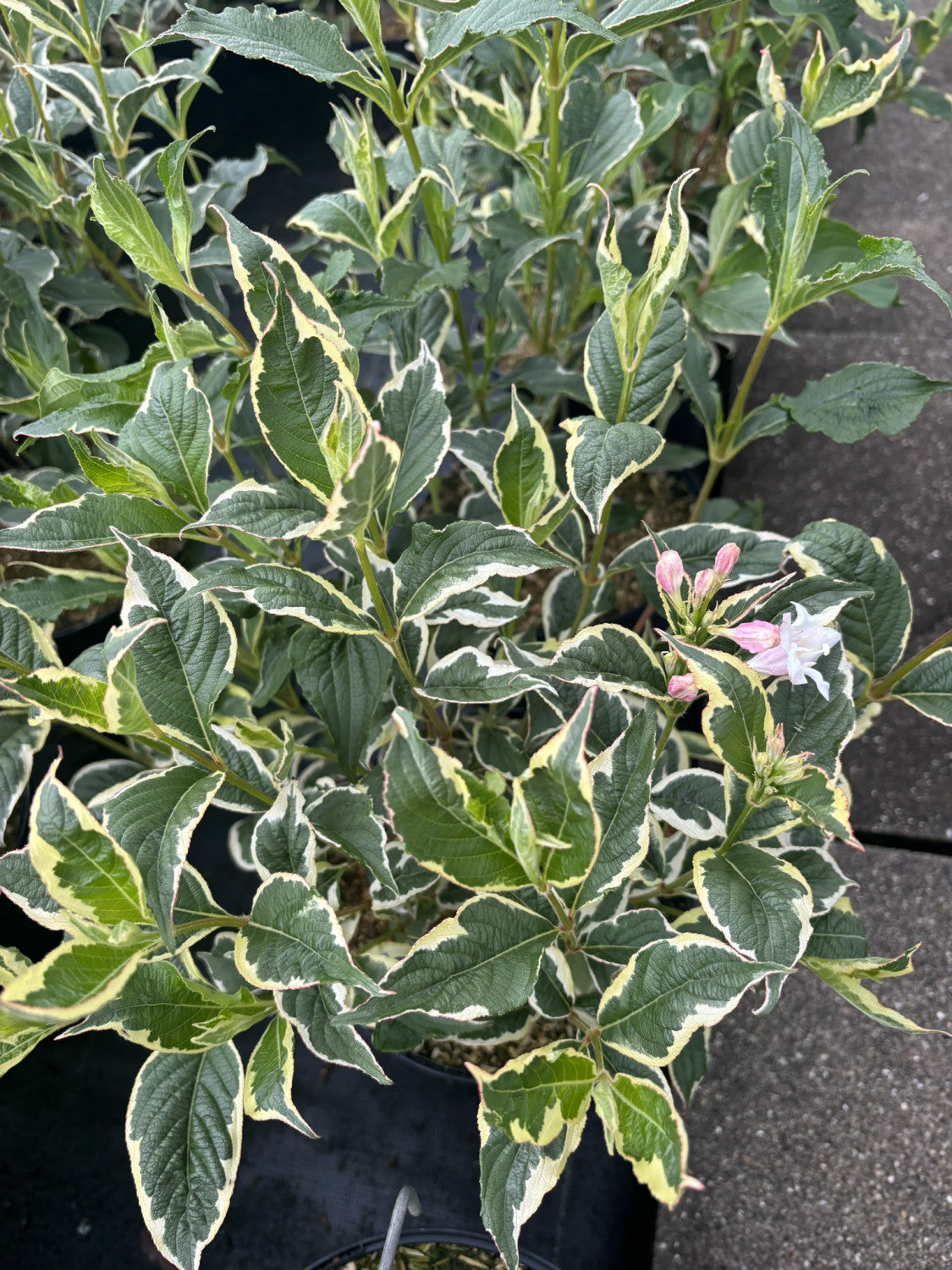 Weigela florida 'Nana Variegata' mit Blüte, erhältlich von 40-60 bis 100-125 cm; Einsatz: ;;ab 18,90 Euro