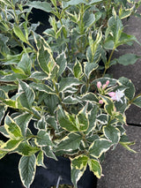 Weigela florida 'Nana Variegata' mit Blüte, erhältlich von 40-60 bis 100-125 cm; Einsatz: ;;ab 18,90 Euro