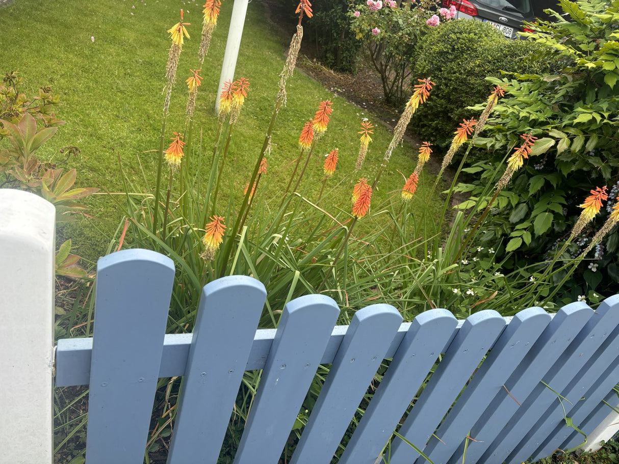 Kniphofia galpinii mit Blüte; Einsatz: ;;ab 12,60 Euro