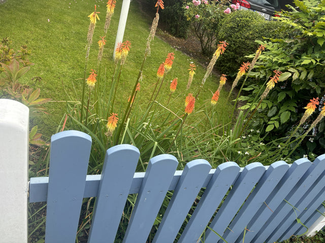 Kniphofia galpinii mit Blüte; Einsatz: ;;ab 12,60 Euro