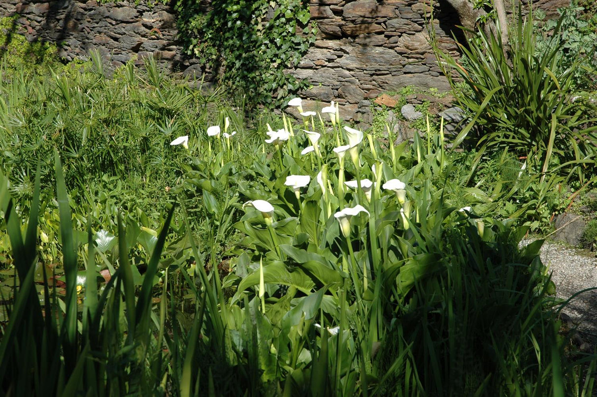 Calla palustris ;;ab 4,50 Euro