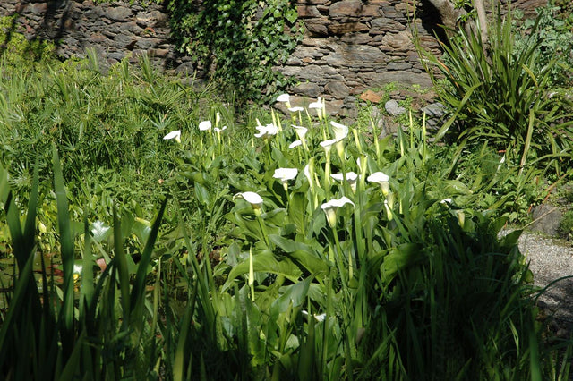 Calla palustris ;;ab 4,50 Euro