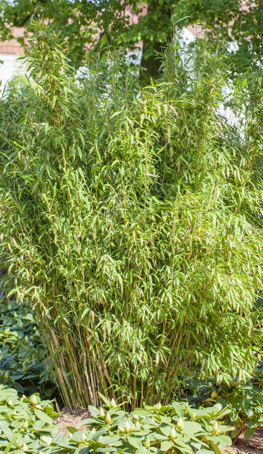 Fargesia murieliae 'Standing Stone' , erhältlich von 80-100 bis 175-200 cm;;ab 67,50 Euro