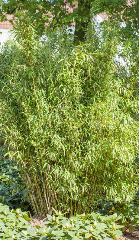 Fargesia murieliae 'Standing Stone' , erhältlich von 80-100 bis 175-200 cm;;ab 67,50 Euro