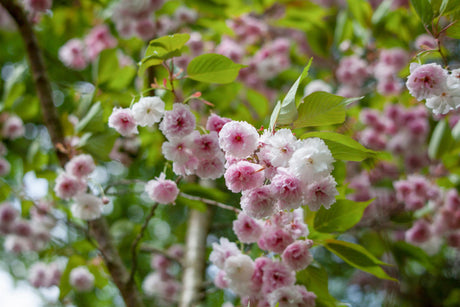 Prunus triloba mit Blüte, erhältlich von 40-60 bis 125-150 cm; Einsatz: ;;ab 29,60 Euro