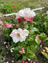 Rosa 'Roseromantic' BT; hier mit Blüte; lange Blütezeit; Einsatzmöglichkeit z.B. : Einzelstellung;;ab 13,10 Euro