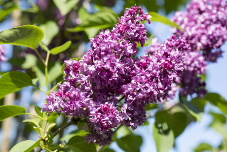 Syringa vulg. 'Charles Joly' mit Blüte, erhältlich von 40-60 bis 150-175 cm; Einsatz: ;;ab 7,20 Euro