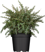 Berberis buxifolia 'Nana'; winterhart; verfügbar in 3 Größen und Varianten;;ab 15,80 Euro