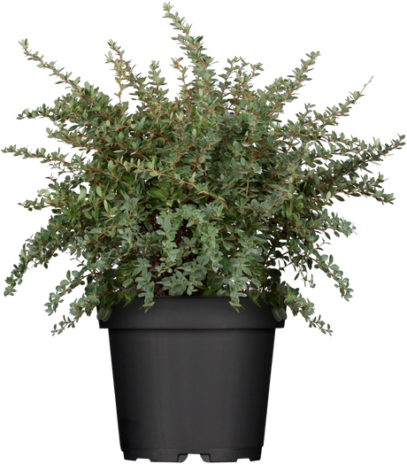 Berberis buxifolia 'Nana' , erhältlich von 15-20 bis 25-30 cm;;ab 11,70 Euro