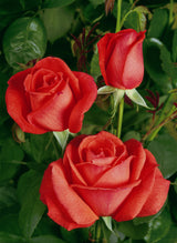 Rosa 'Super Star' TH; hier mit Blüte; robust; Einsatzmöglichkeit z.B. : Solitärpflanze;;ab 8,90 Euro