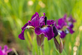 Iris sibirica 'Berlin Purple Wine'; hier mit Blüte; winterhart; Einsatzmöglichkeit z.B. : Beet;;ab 0,00 Euro