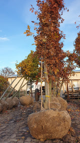 Quercus palustris; vorbereitet für Versand; rote Herbstfärbung; Einsatzmöglichkeit z.B. : Parkbäume;;ab 40,10 Euro