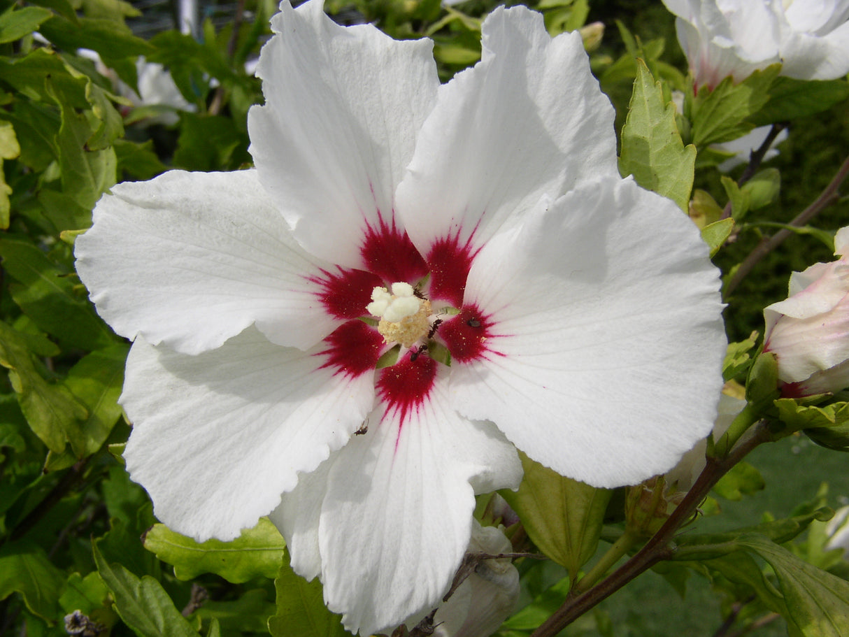 Hibiscus syriacus 'Red Heart' mit Blüte, erhältlich von 40-60 bis 150-175 cm; Einsatz: ;;ab 24,60 Euro