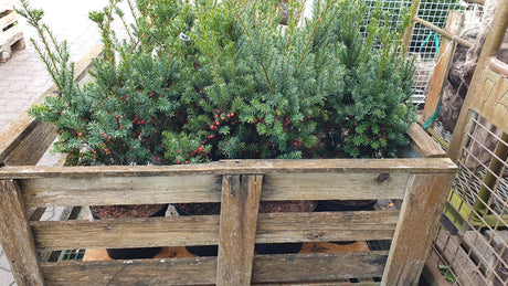 Taxus media 'Hicksii'; vorbereitet für Versand; robust gegen Krankheiten; Einsatzmöglichkeit z.B. : Einzelstellung;;ab 33,30 Euro