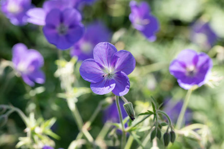 Geranium pratense mit Blüte; Einsatz: ;;ab 3,25 Euro