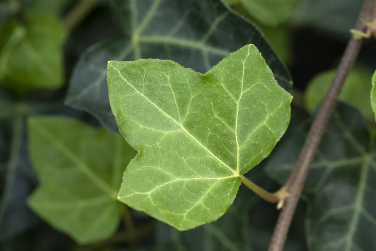 Hedera helix , erhältlich von 80-100 bis 150-200 cm;;ab 24,60 Euro