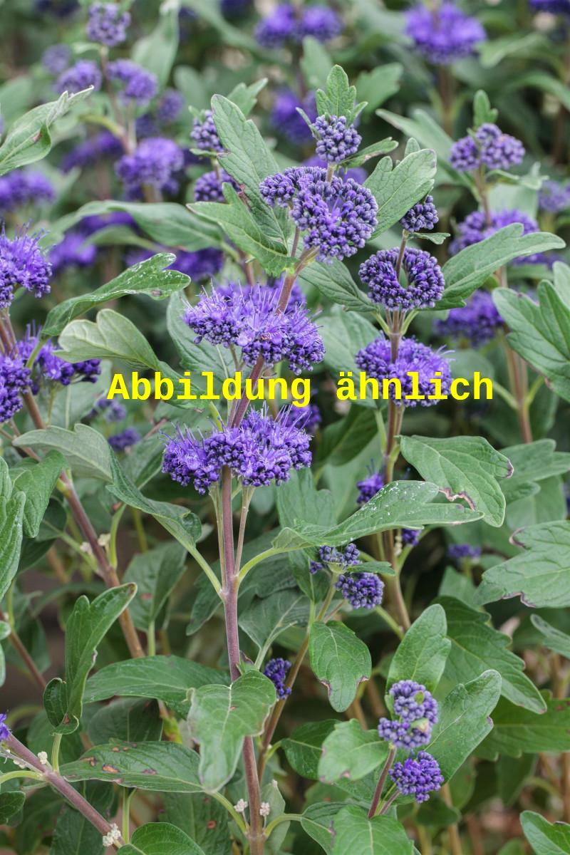 Caryopteris clandonensis 'Ferndown' (Bartblume 'Ferndown')