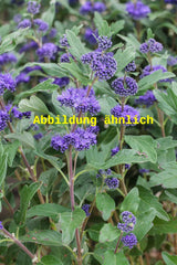 Genaues Foto für Caryopteris clandonensis 'Ferndown' folgt; dieses ähnliche Bild dient der Illustration von Bartblume 'Ferndown'