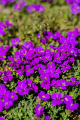 Aubrieta x cult. 'Cascade Blue', gen.; hier mit Blüte; winterhart; Einsatzmöglichkeit z.B. : Steingärten;;ab 0,00 Euro