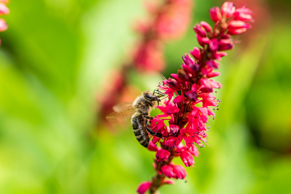Bistorta amplexicaulis 'JS Caliente' mit Blüte; Einsatz: ;;ab 8,65 Euro
