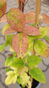 Italienische Waldrebe 'Huldine'; hier mit Herbstlaub; pflegeleicht; Einsatzmöglichkeit z.B. : Sichtschutzpflanze; erhältlich von 100-150 bis 150-200 cm;;hier kaufen