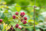 Rubus frut. 'Hull's Thornless'; mit Früchten/Fruchtbehang; dornenlos; Einsatzmöglichkeit z.B. : Obstgarten;;ab 23,60 Euro