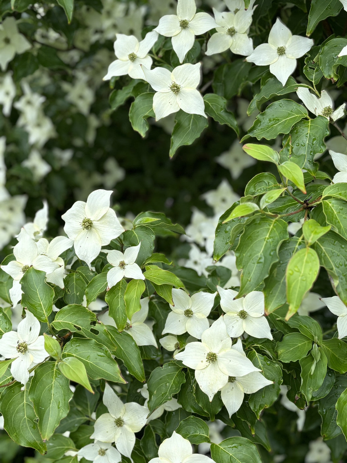 Cornus kousa chinensis mit Blüte, erhältlich von 40-60 bis 125-150 cm; Einsatz: ;;ab 47,20 Euro
