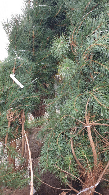 Pinus sylvestris HkG 85118; vorbereitet für Versand; langlebig; Einsatzmöglichkeit z.B. : Holzgewinnung;;ab 0,51 Euro