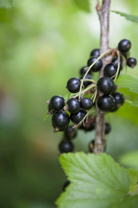 Ribes nigrum 'Andega' mit Früchten, erhältlich von 3- bis 80-90 cm; Einsatz: ;;ab 15,90 Euro
