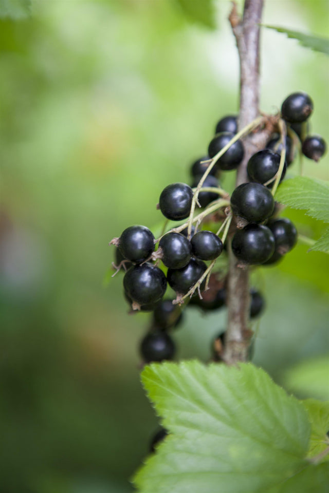 Ribes nigrum 'Andega' mit Früchten, erhältlich von 3- bis 80-90 cm; Einsatz: ;;ab 15,90 Euro
