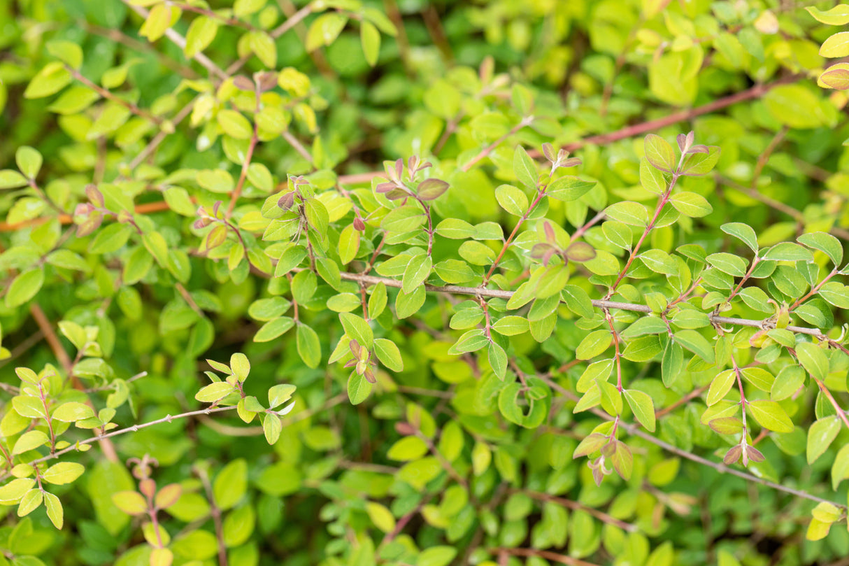 Symphoricarpos chenaultii , erhältlich von 40-60 bis 60-100 cm;;ab 13,00 Euro
