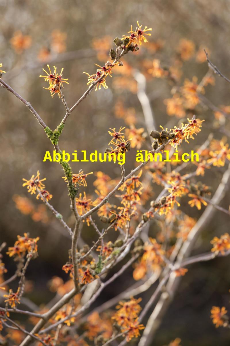 Hamamelis interm. 'Orange Peel' (Zaubernuss 'Orange Peel')
