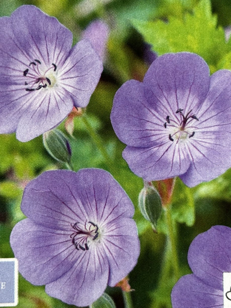 Geranium wallichianum 'Rozanne' mit Blüte; Einsatz: ;;ab 9,20 Euro