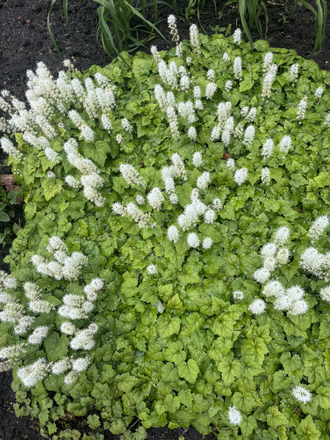 Tiarella cordifolia als Pflanze im Beet; Einsatz: ;;ab 3,20 Euro