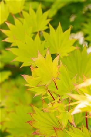 Acer shirasawanum 'Aureum' , erhältlich von 40-50 bis 40-50 cm;;ab 73,00 Euro