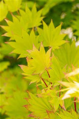 Acer shirasawanum 'Aureum' , erhältlich von 40-50 bis 40-50 cm;;ab 73,00 Euro