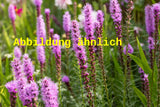 Genaues Foto für Liatris spicata 'Alba' folgt; dieses ähnliche Bild dient der Illustration von Ährige Garten-Prachtscharte