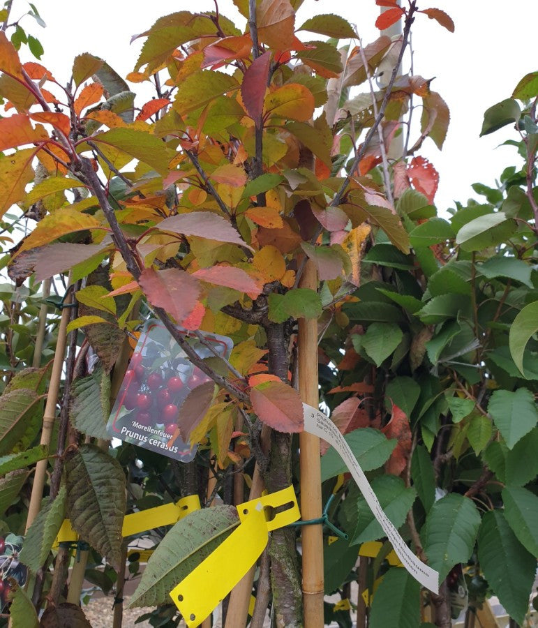 Prunus cer. 'Morellenfeuer' (Sauerkirsche 'Morellenfeuer')