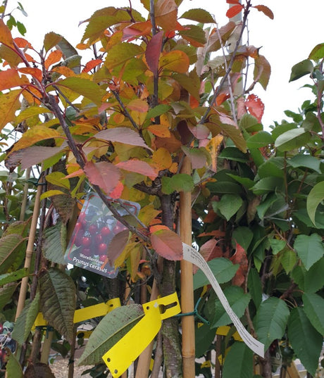 Prunus cer. 'Morellenfeuer'; vorbereitet für Versand; mittelgroße Früchte; Einsatzmöglichkeit z.B. : Obstbaum; verfügbar in 17 Größen und Varianten;;ab 49,30 Euro