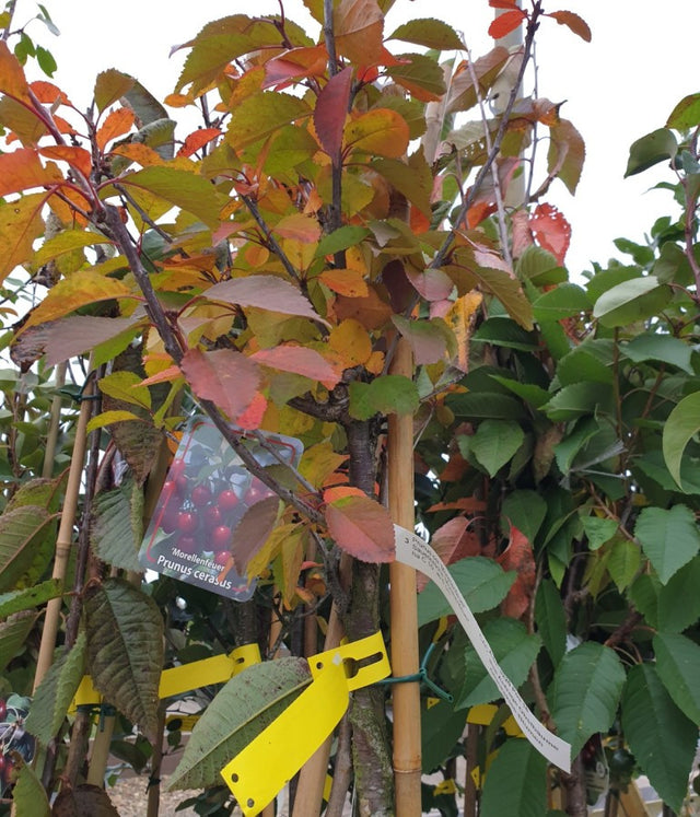 Prunus cer. 'Morellenfeuer'; vorbereitet für Versand; mittelgroße Früchte; Einsatzmöglichkeit z.B. : Obstbaum; verfügbar in 17 Größen und Varianten;;ab 49,30 Euro