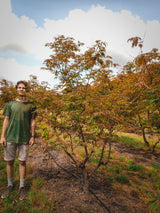 Acer japonicum 'Aconitifolium'; hier mit Herbstlaub; langsam wachsend; Einsatzmöglichkeit z.B. : bienenweide;;ab 83,20 Euro