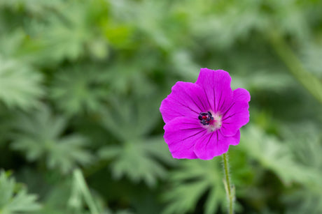 Geranium sanguineum 'Tiny Monster' mit Blüte; Einsatz: ;;ab 4,70 Euro