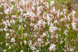 Gaura lindheimerii i. S. , gen.; lange Blütezeit;;ab 0,00 Euro